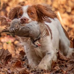 English Cocker Spaniel All Grown Up from SunSage Sporting Dogs