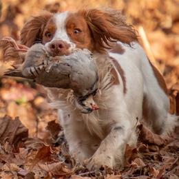 English Cocker Spaniel All Grown Up from SunSage Sporting Dogs