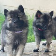 "Ezri & Pinky Pie" Keeshond Puppies from Kozy Keeshonden