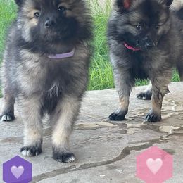 "Ezri & Pinky Pie" Keeshond Puppies from Kozy Keeshonden