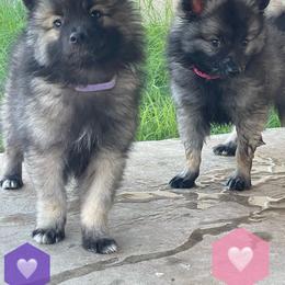 "Ezri & Pinky Pie" Keeshond Puppies from Kozy Keeshonden