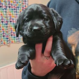 Hot Pink - Black female Labrador Retriever puppy in New Oxford, Pennsylvania from Precious Mountain View Labrador
