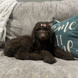Rosie - Chocolate female Goldendoodle puppy in Arlington, Texas from Chambers Doodle Patch