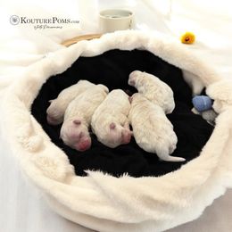 Lenny - White male Pomeranian puppy in Charlotte, North Carolina from Kouture Pomeranians