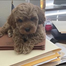 Cavapoo, Cockapoo, Goldendoodle, and Maltipoo Puppies from Perdue Puppies