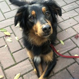 Molly - English Shepherd