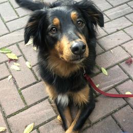 Molly - English Shepherd