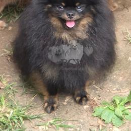 Groot - Pomeranian