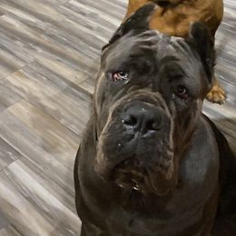 Ace - Cane Corso