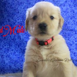 Red collar boy - Golden male Golden Retriever puppy in Otis Orchards, Washington from Sunlite Golden Retrievers