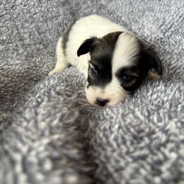 Girl 1 - White and sable female Papillon puppy in Shirley, Arkansas from Lucky Pups