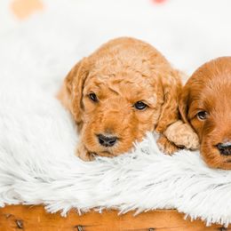 Goldendoodle Puppies from Deer Valley Doodles
