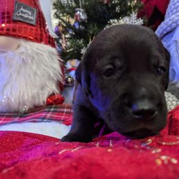 Labrador Retriever Puppies from Starfire Labradors
