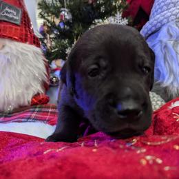 Labrador Retriever Puppies from Starfire Labradors