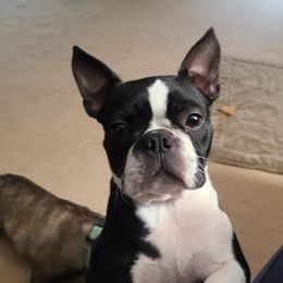 Jewel - Boston Terrier
