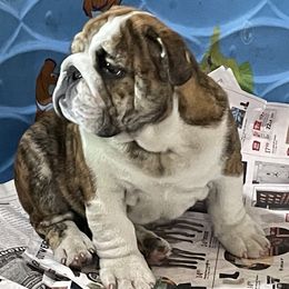 Bulldog Puppies from Waltman's Bulldog's
