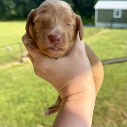 Dean - Red male Dachshund puppy in Bennett, North Carolina from Cherished Dachshunds