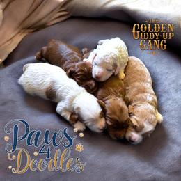Bernedoodle and Goldendoodle Puppies from Paws 4 Doodles, LLC