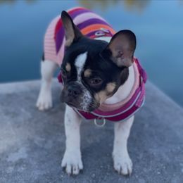 Juju - French Bulldog