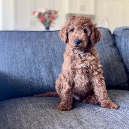Rex - Red  male Goldendoodle puppy in St George, Utah from Doodle Bears of Southern Utah