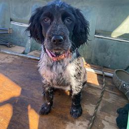 English Springer Spaniel Puppies from Cherokee Springers of NWFL