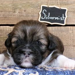 Silvermist - Brown female Lhasa Apso puppy in Jefferson, New York from Absolute Lhasa Love