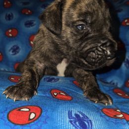 Doberman Pinscher and Great Dane Puppies from Draggin Dobermans & Great Danes