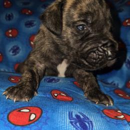 Doberman Pinscher and Great Dane Puppies from Draggin Dobermans & Great Danes