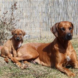 Rhodesian Ridgeback Puppies from Supernova Ridgebacks