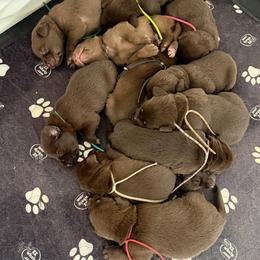 1st pick female - Chocolate female Labrador Retriever puppy in Petersburg, West Virginia from Shoreline Retrievers