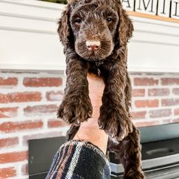 Bernedoodle, Goldendoodle, and Poodle Puppies from Northwest Pups