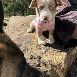 Miniature Australian Shepherd Puppies from B&B Little Aussie Gems