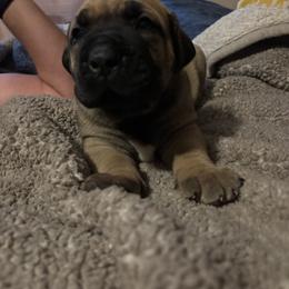 Renegade - Tawny male Boerboel puppy in Flemingsburg, Kentucky from Aussgardian Boerboels