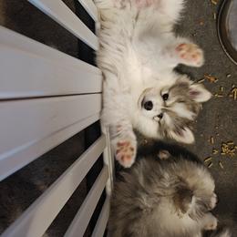 Pomsky Puppies from Idaho Pomsky