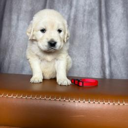 Female Pick 4 - Light golden female Golden Retriever puppy in Piedmont, South Carolina from The Farm at Saluda Ridge