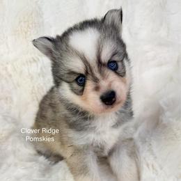 Newark - Silver and white male Pomsky puppy in Sheffield, Iowa from Clover Ridge Pomskies