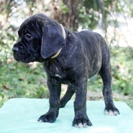 Cane Corso Puppies from Harlow Cane Corso