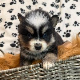 Lexus - Black and white female Pomsky puppy in Ravena, New York from Osiris’s Siberians & Pomskies