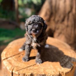 Jaguar - Sable female Goldendoodle puppy in Pollock Pines, California from Penny Lane’s Doodles