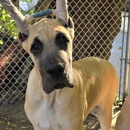 Great Dane puppies from Carmella Jichetti