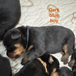 Dark blue - Black and mahogany male Rottweiler puppy in Cheshire, Connecticut from Von Der Hügelspitze