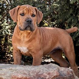KUSHINA - Red female Boerboel puppy in Pennsylvania from Cold River Boerboels