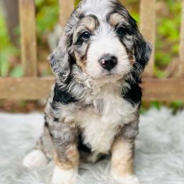 Chloe - Merle female Bernedoodle puppy in Natural Bridge, Virginia from Rockbridge Puppies