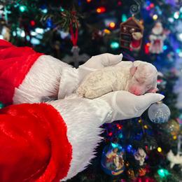 Dancer - Parti female Goldendoodle puppy in Montgomery, Texas from Dacus Doodles