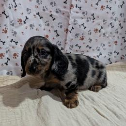Onyx - Dapple male Dachshund puppy in Lyles, Tennessee from Knox Ridge Dachshunds