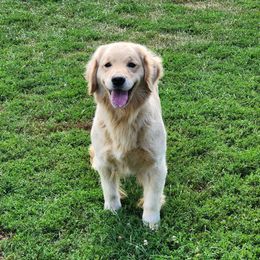 Promise - Golden Retriever