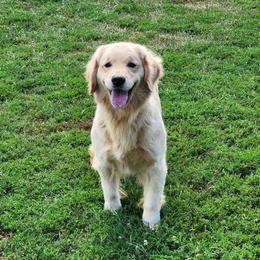 Promise - Golden Retriever