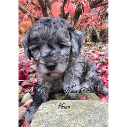 Goldendoodle Puppies from Ohio Down Home Doodles
