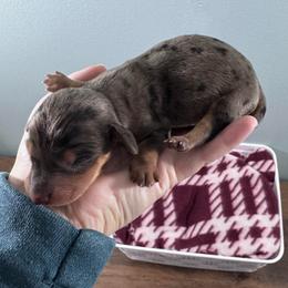 Matcha - Dapple male Dachshund puppy in Live Oak, Florida from Johnson’s Weiner Farm