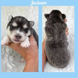 Jackson - Blue male Pomsky puppy in Sheffield, Iowa from Clover Ridge Pomskies
